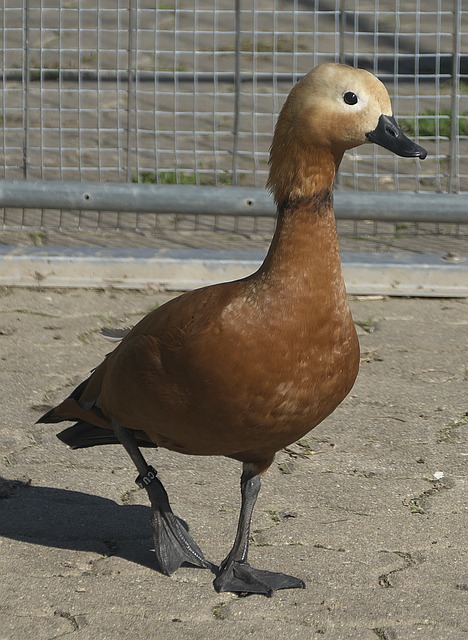 东尼
