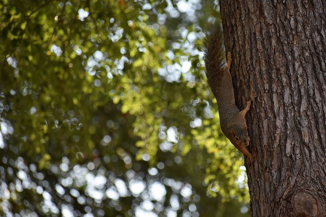 图多尔可以 图多尔可以